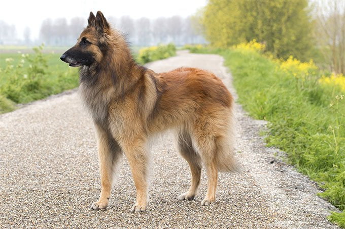 foto Perro Tervuren Belga