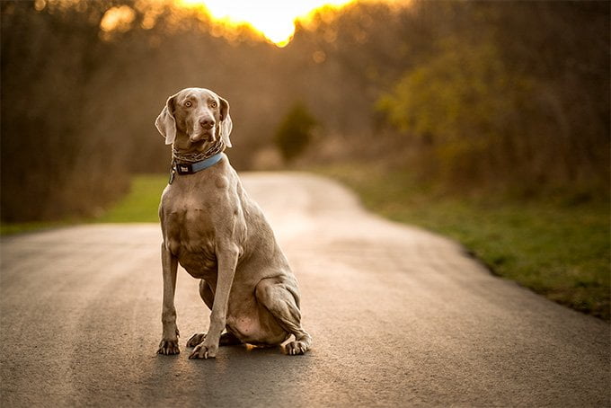 foto Perro Weimaraner