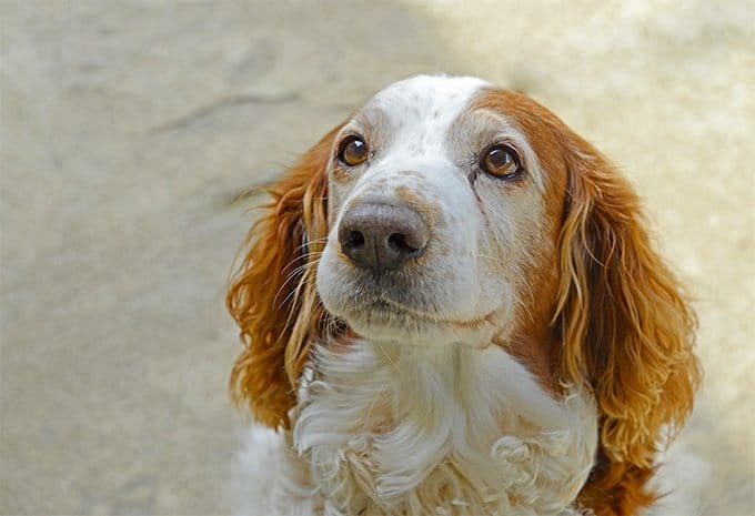 foto Perro Welsh Springer Spaniel