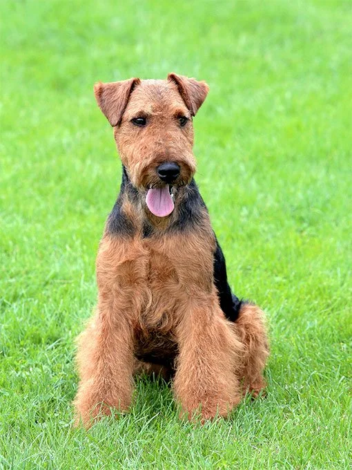 foto Perro Welsh Terrier
