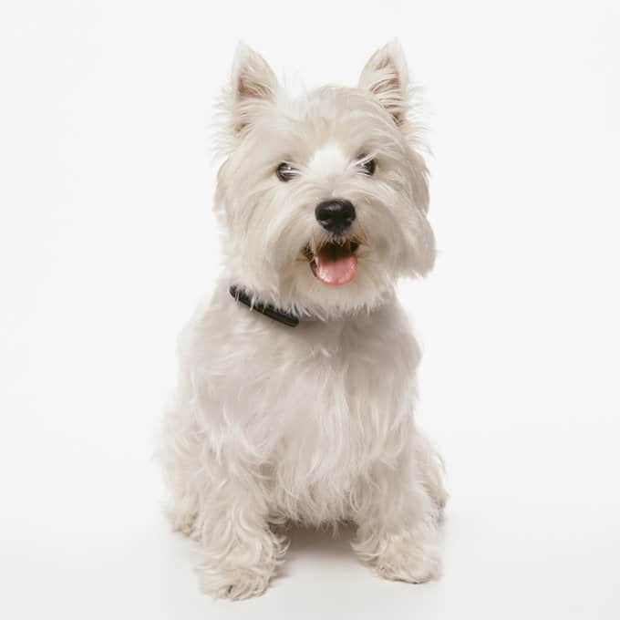 foto Perro West Highland White Terrier