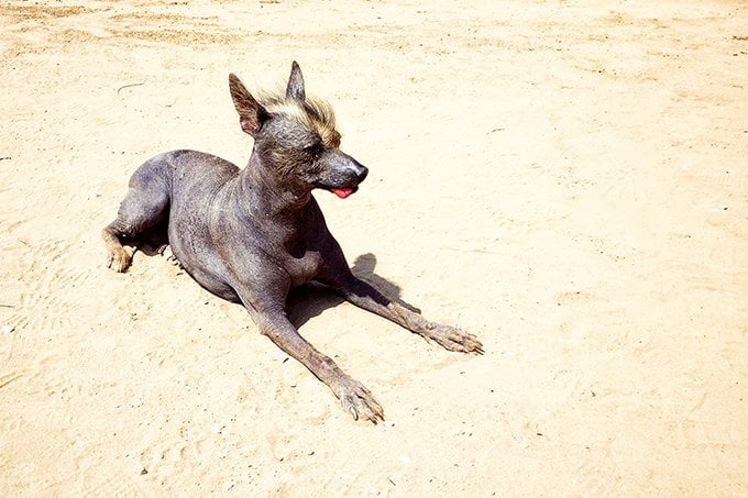 foto Perro Xoloitzcuintli