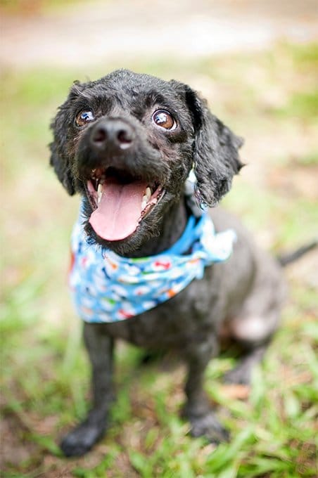 foto Perro Yorkipoo