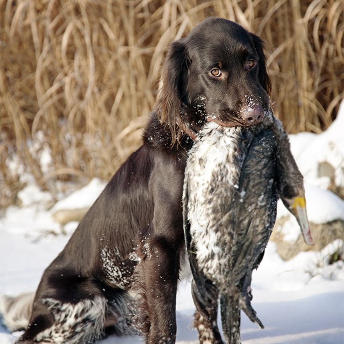 foto Perro Munsterlander Pointer Pequeño