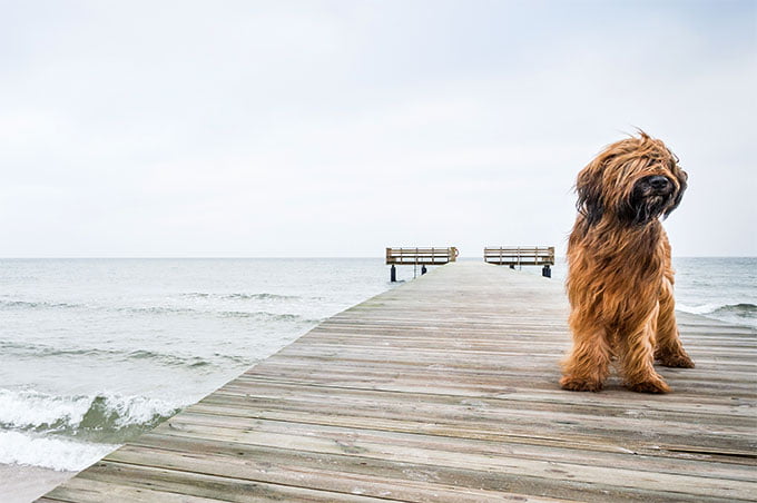 foto Perro de Briard