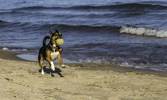 foto Perro Rat Terrier