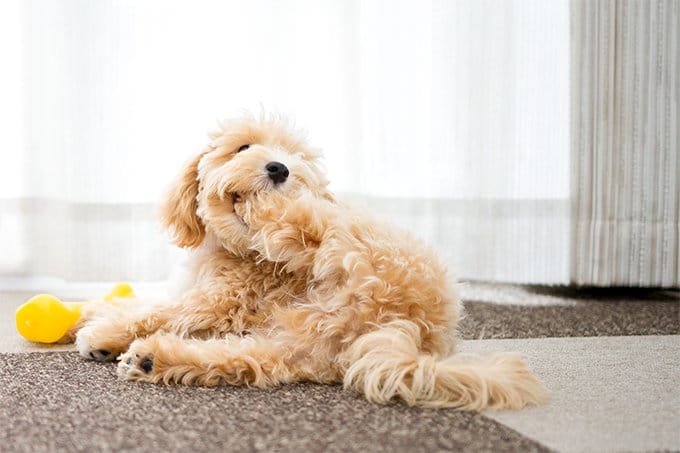 foto Perro Híbrido Maltipoo