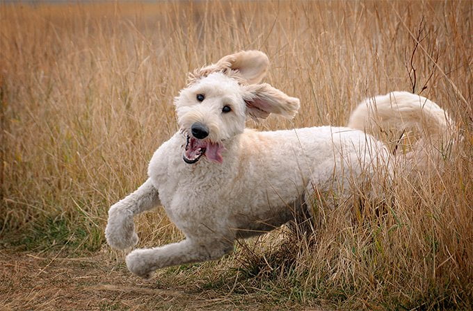 foto Perro Goldendoodle