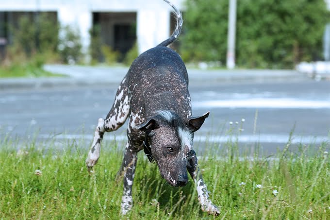 foto Perro Xoloitzcuintli