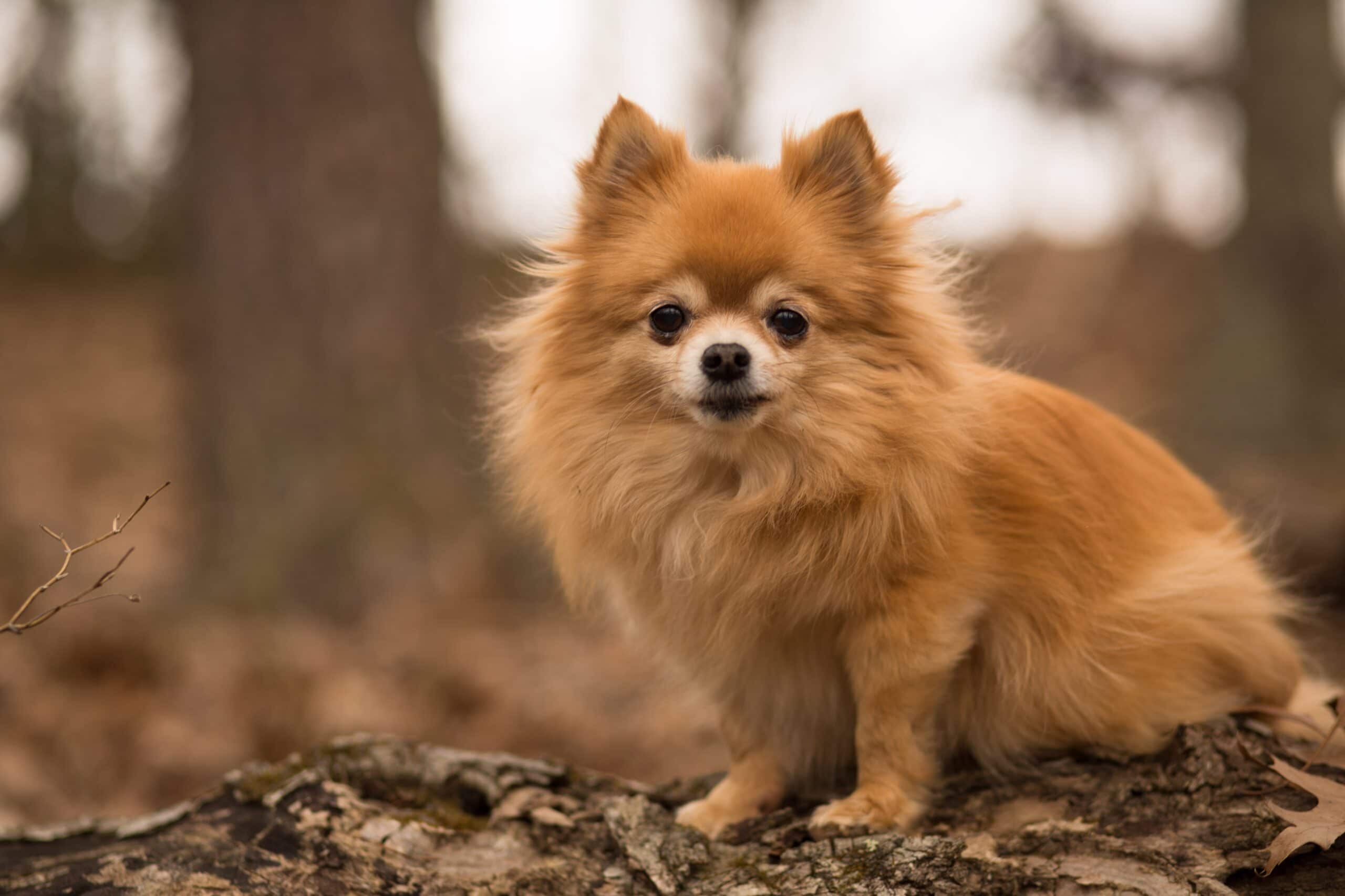 foto Perro mixto de Pomchi