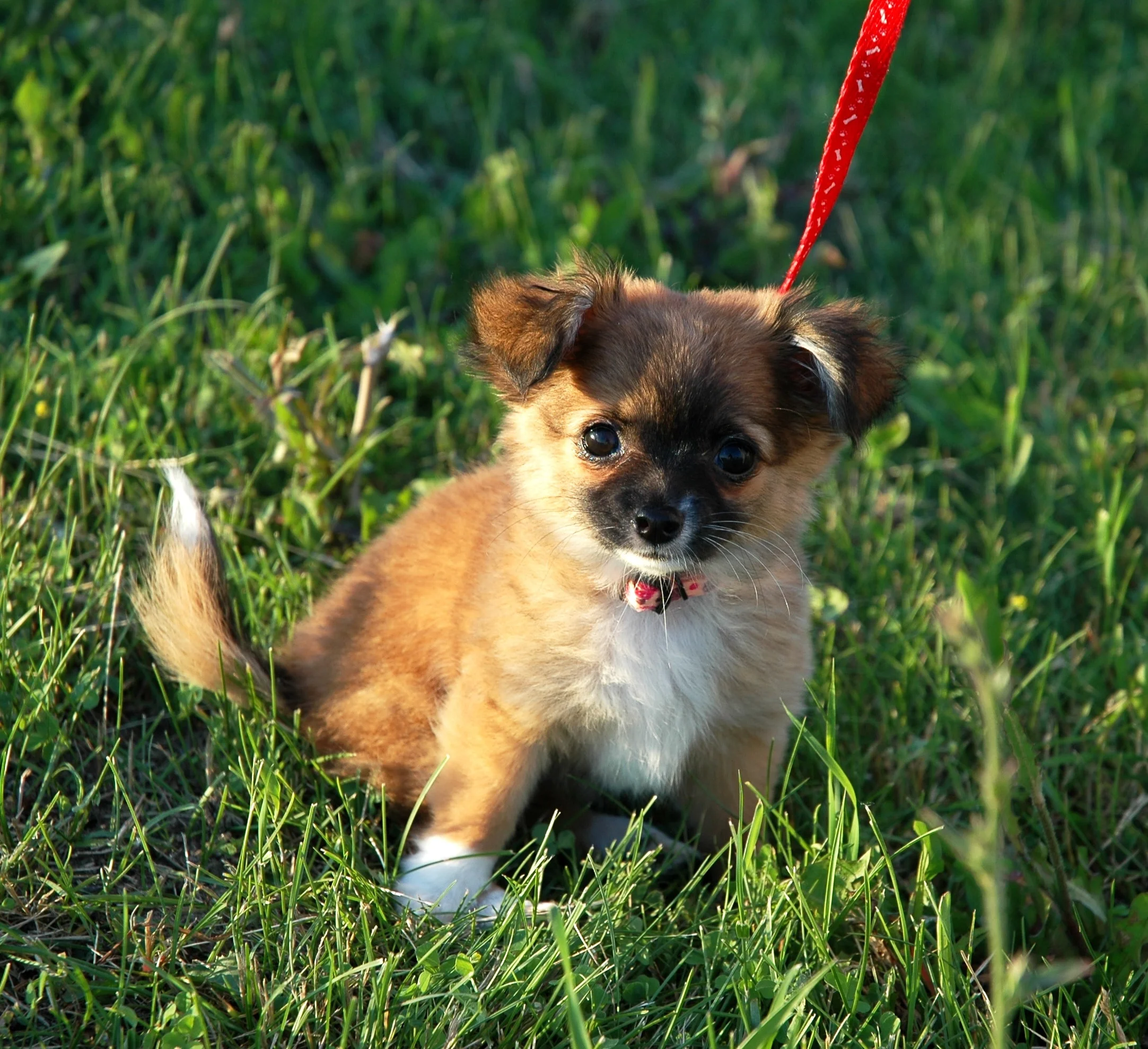 foto Perro mixto de Pomchi