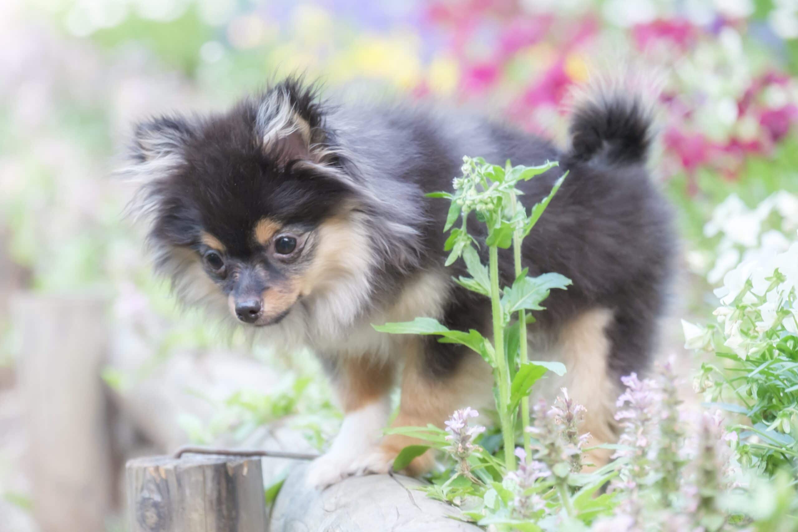 foto Perro mixto de Pomchi