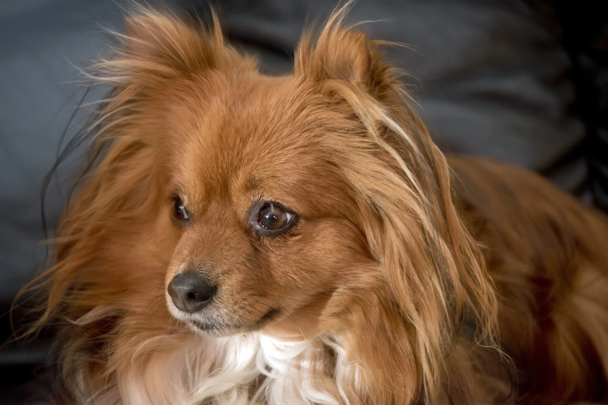 foto Perro mixto de Pomchi