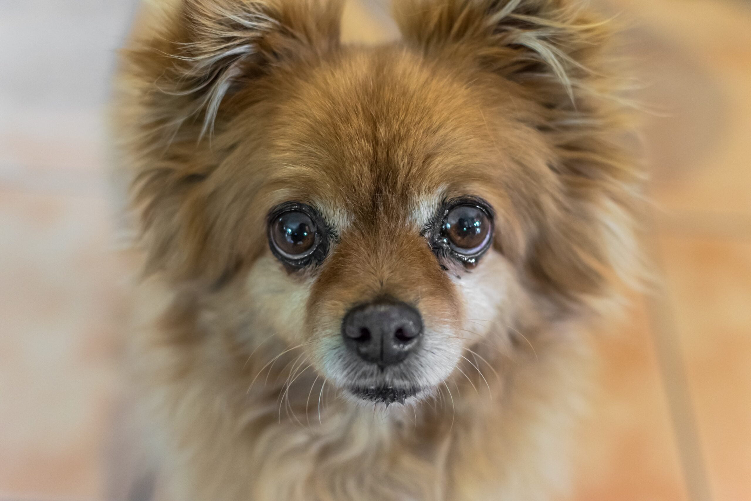 foto Perro mixto de Pomchi