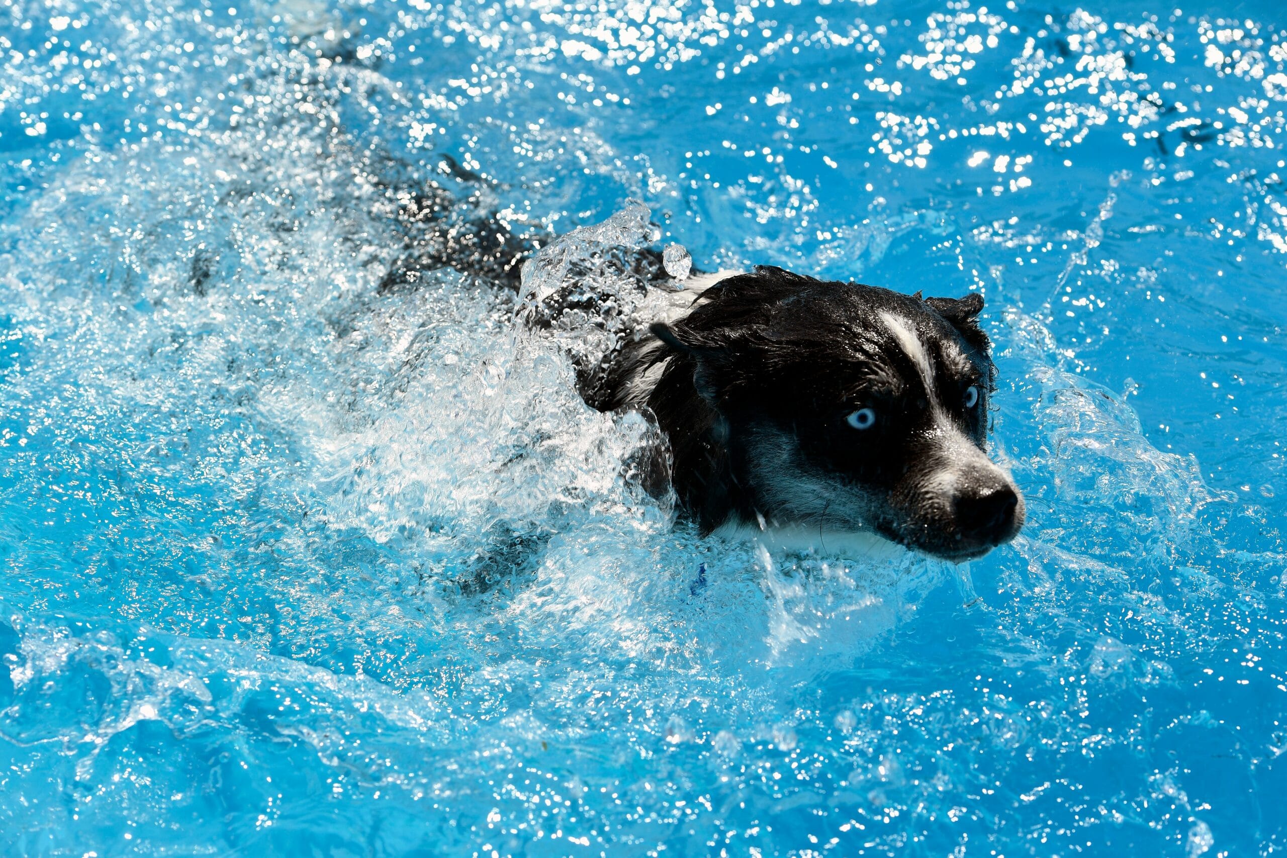 foto Perro Pomsky