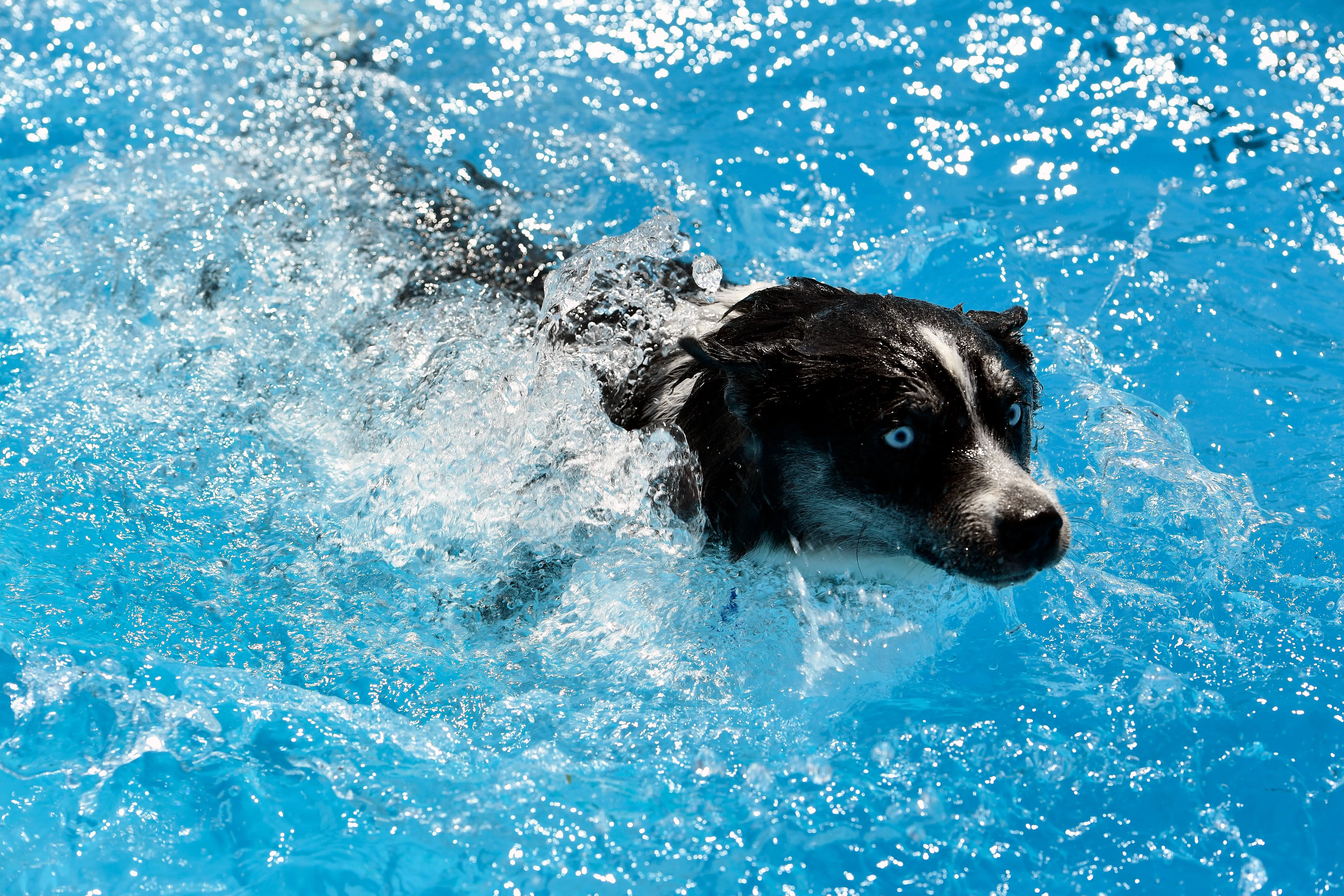foto Perro Pomsky