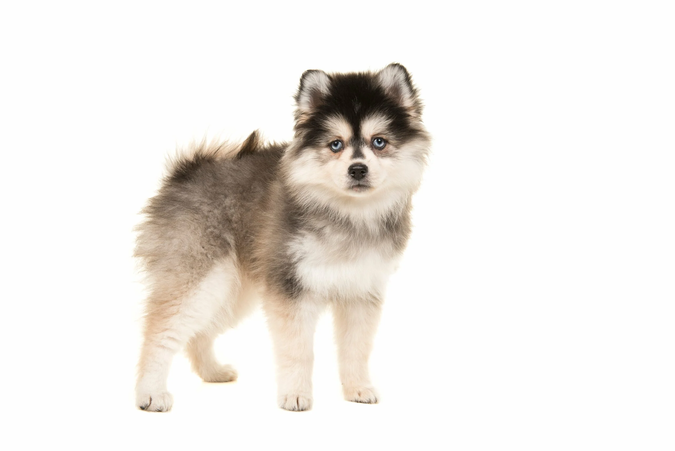 foto Perro Pomsky