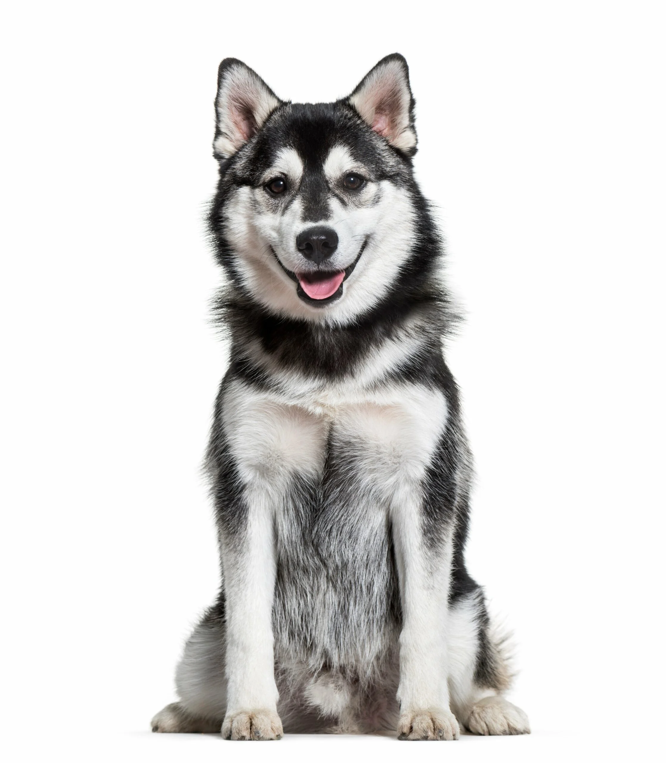 foto Perro Pomsky