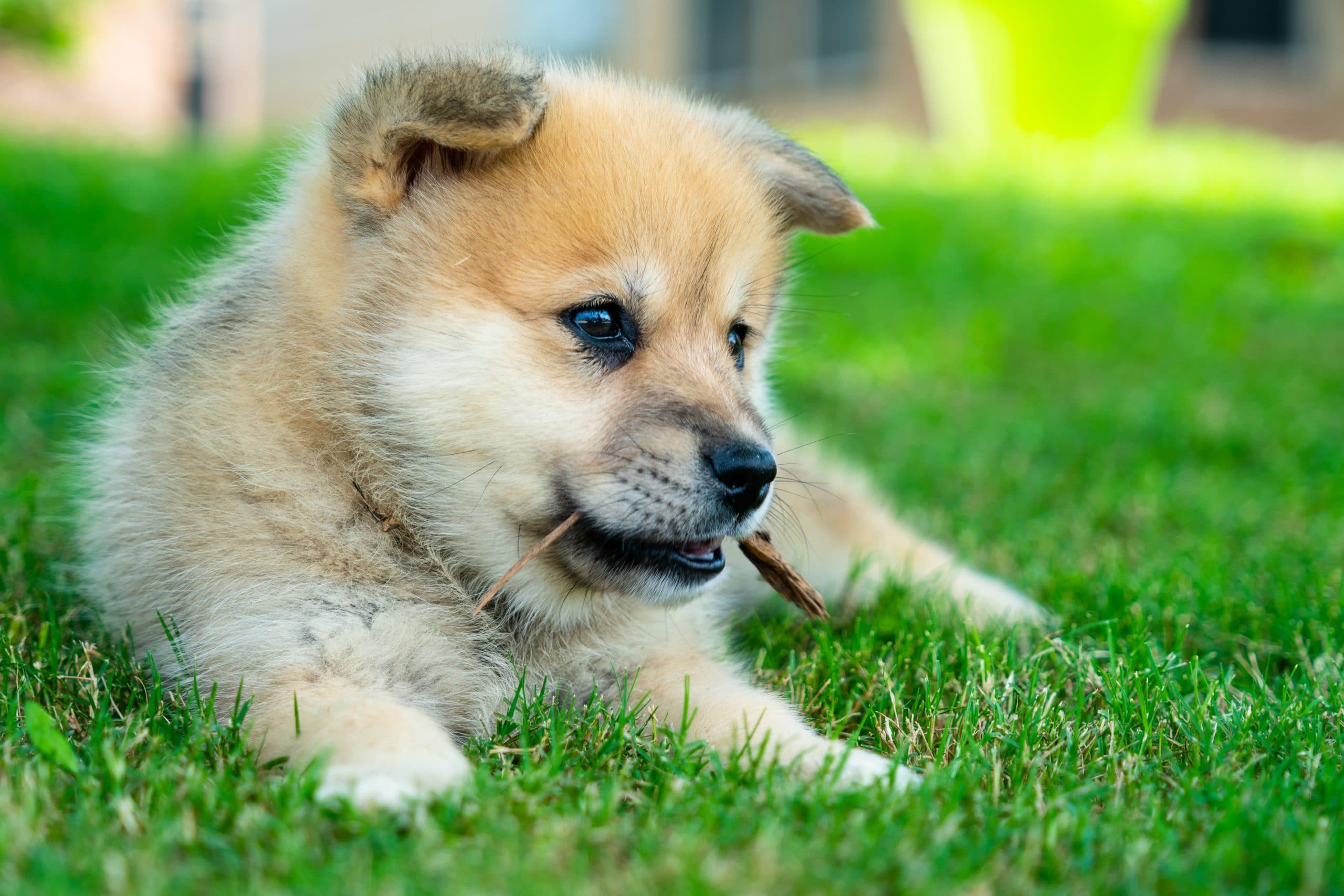 foto Perro Pomsky