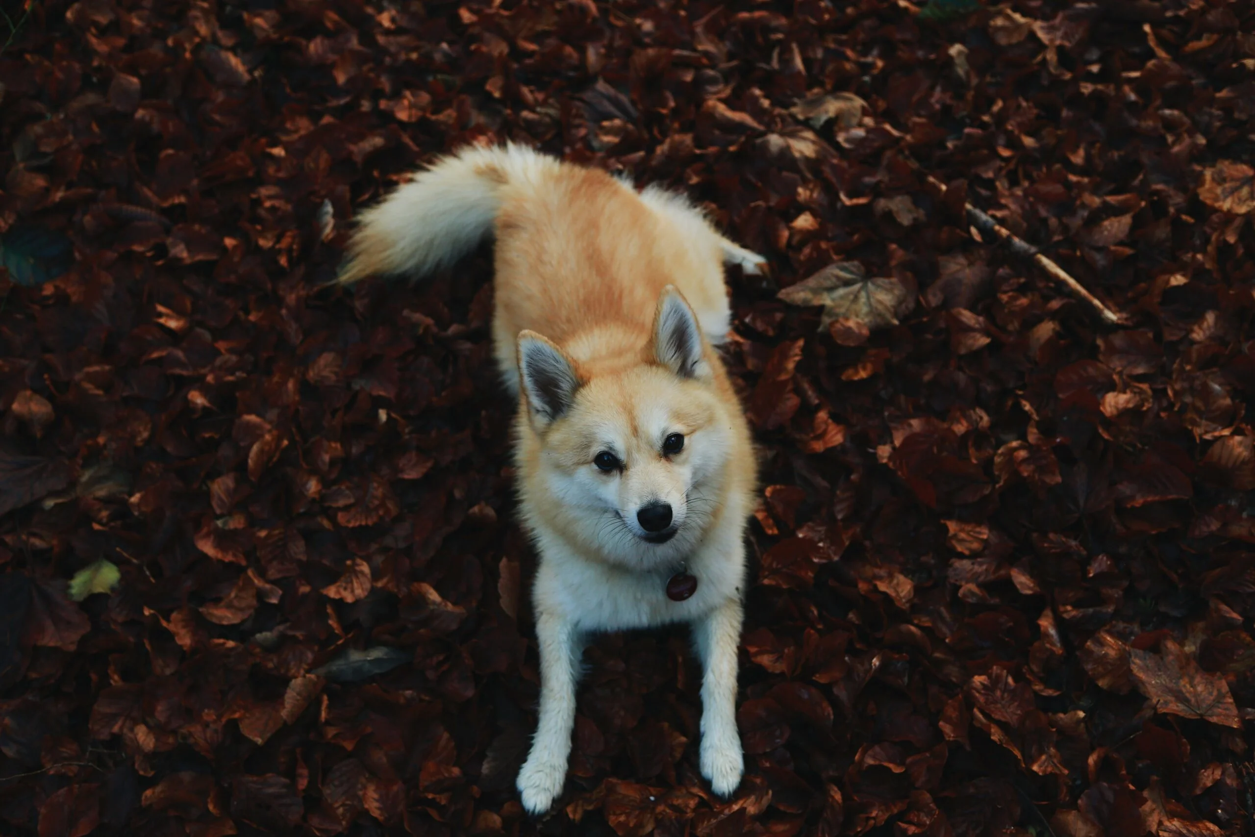 foto Perro Pomsky