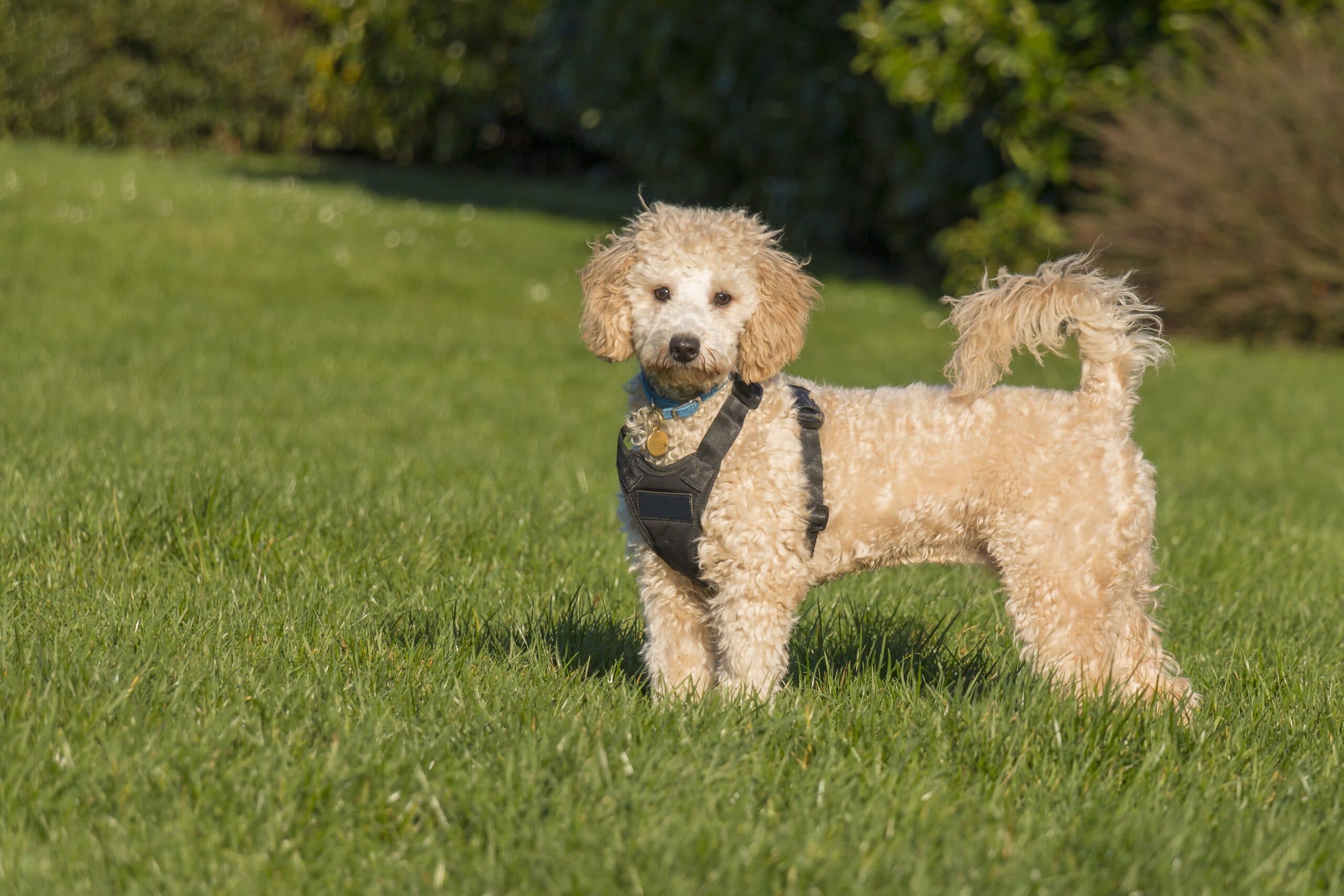 foto Poochon Perro Mixto