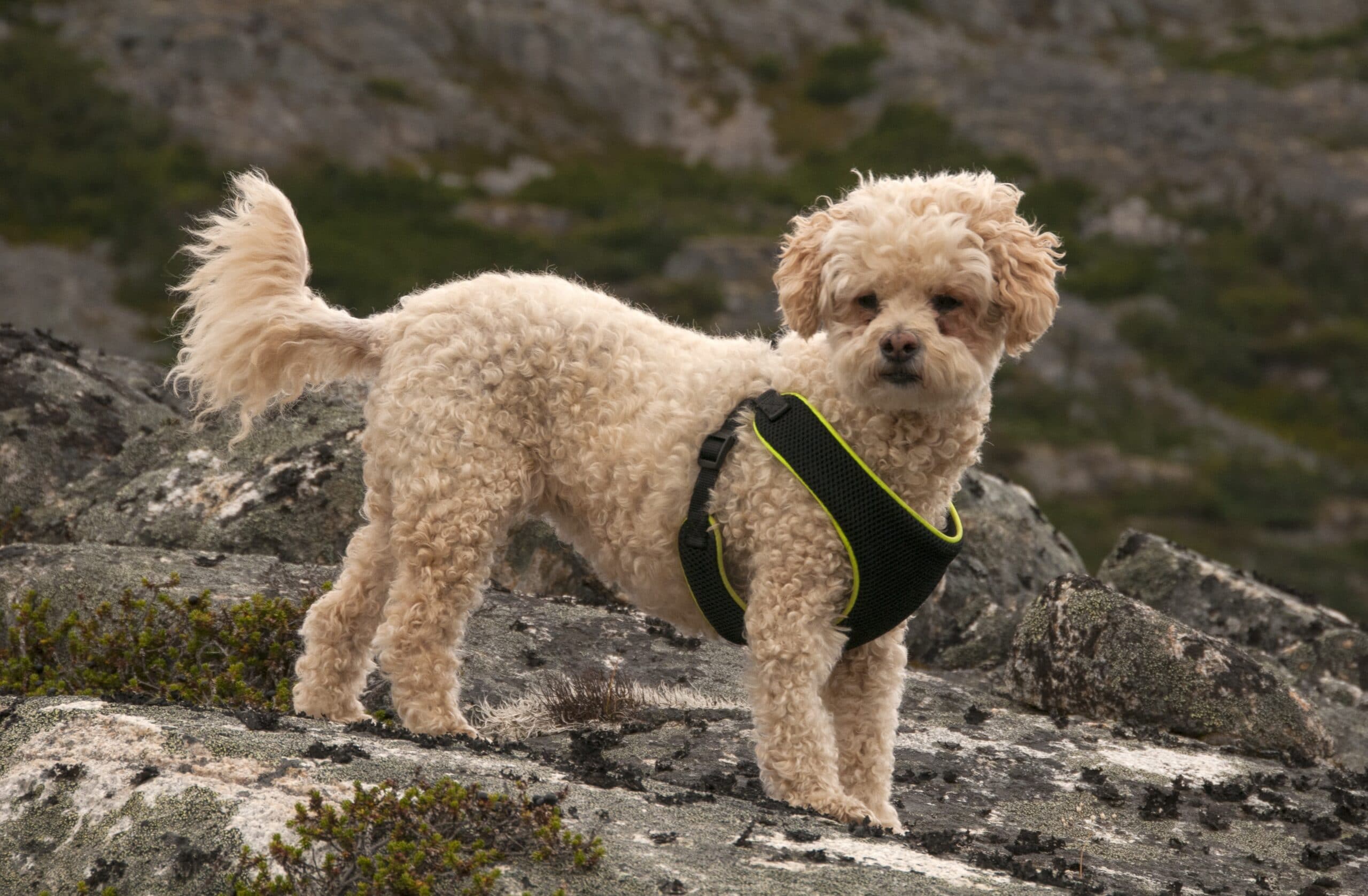 foto Poochon Perro Mixto