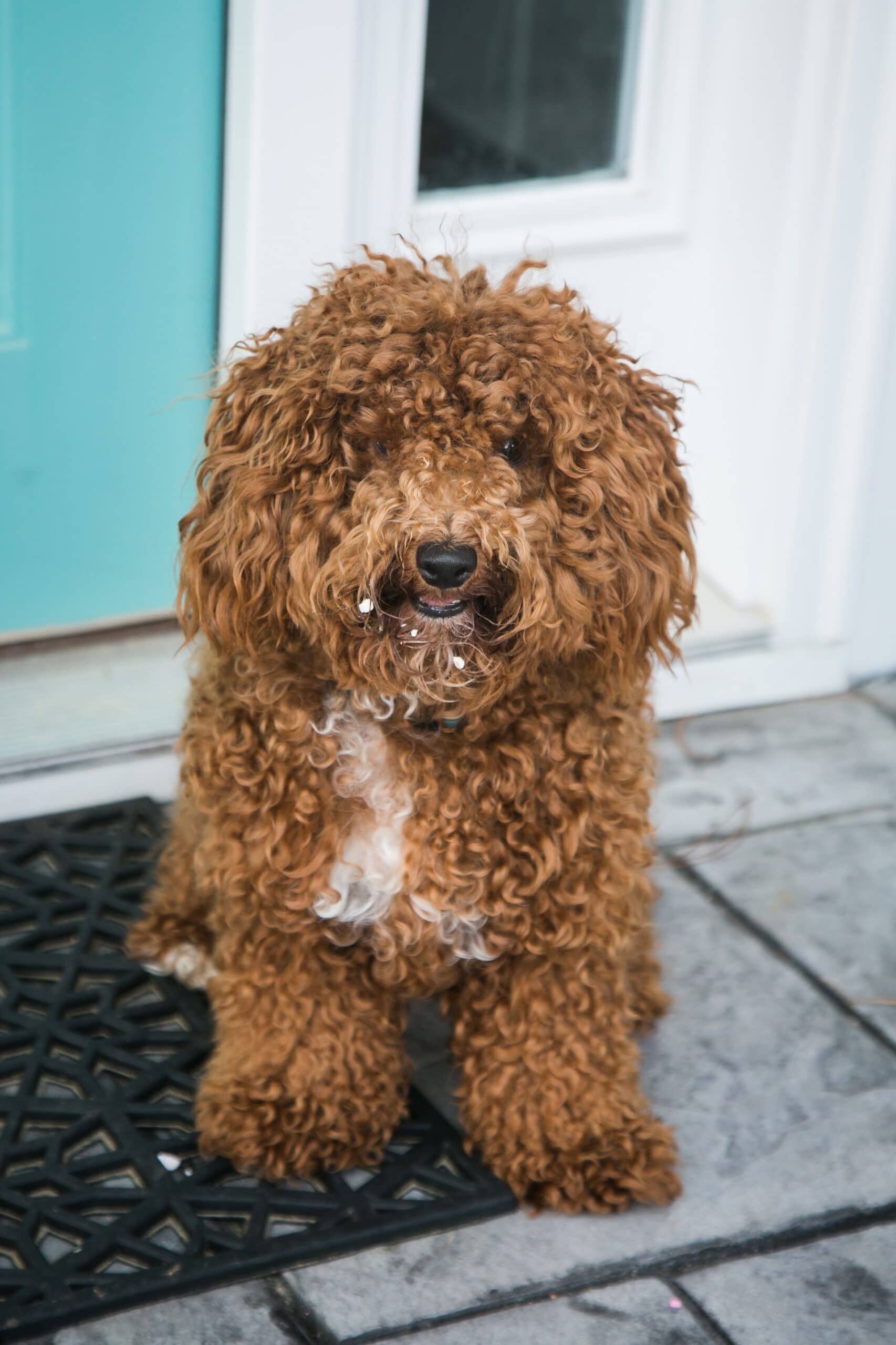 foto Poochon Perro Mixto