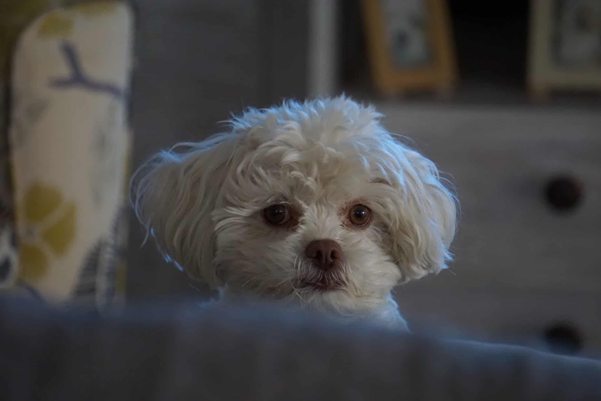 foto Poochon Perro Mixto