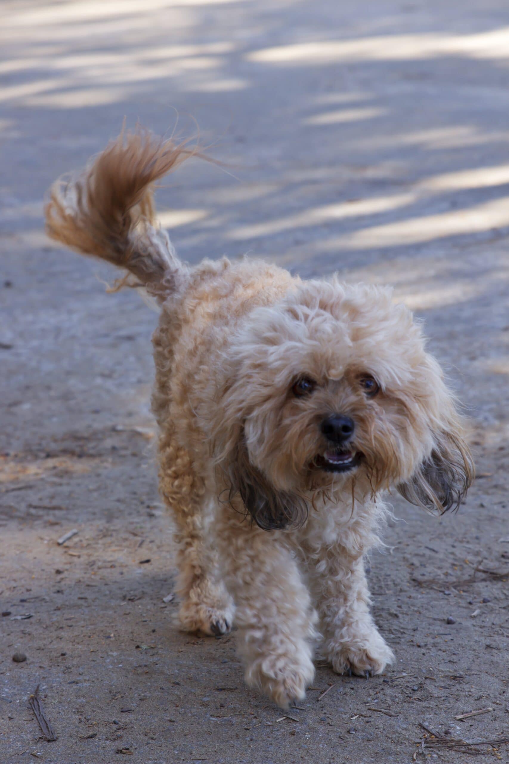 foto Poochon Perro Mixto