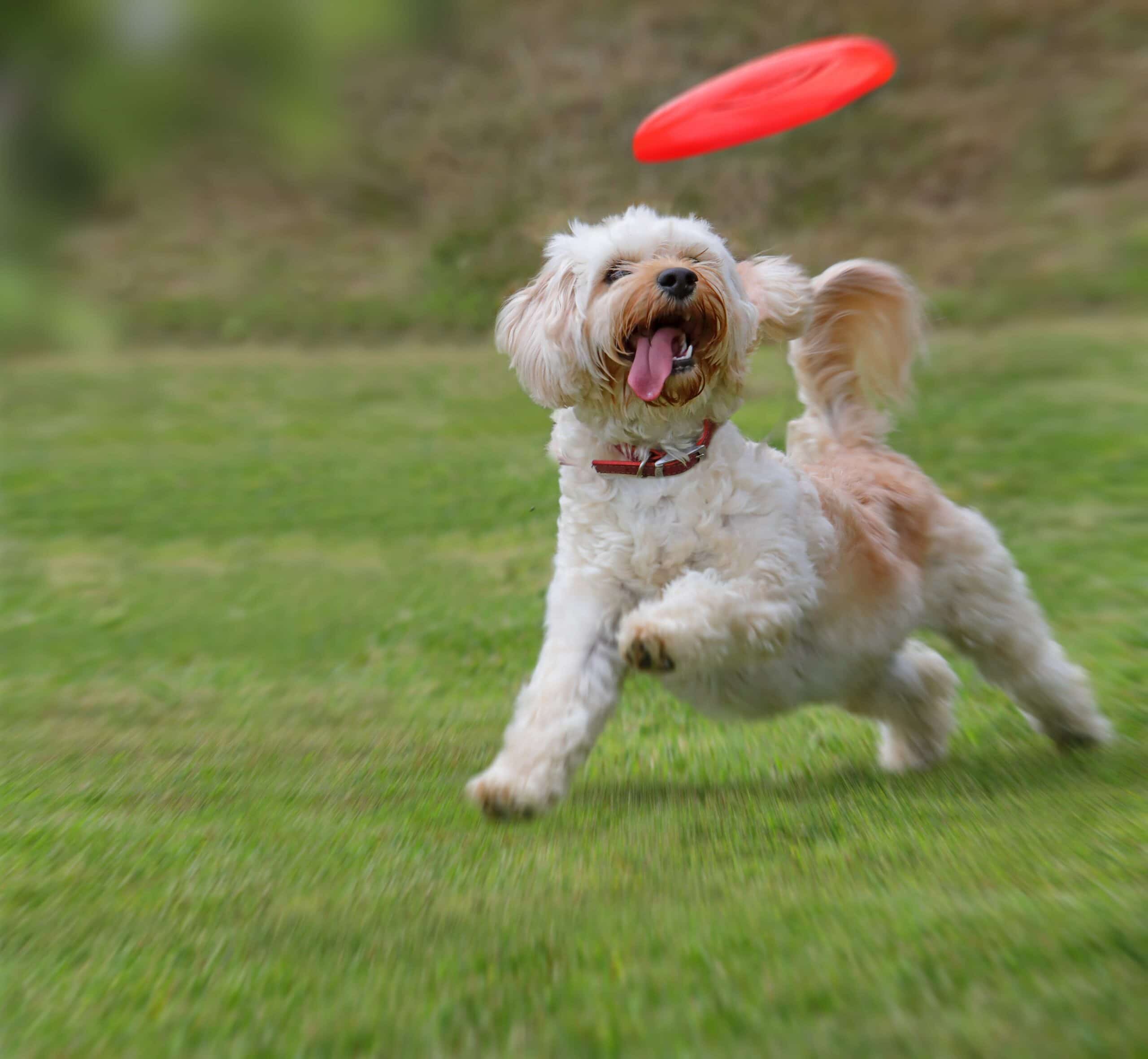 foto Poochon Perro Mixto