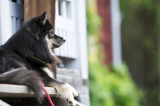 foto Perro de raza laphund finlandés