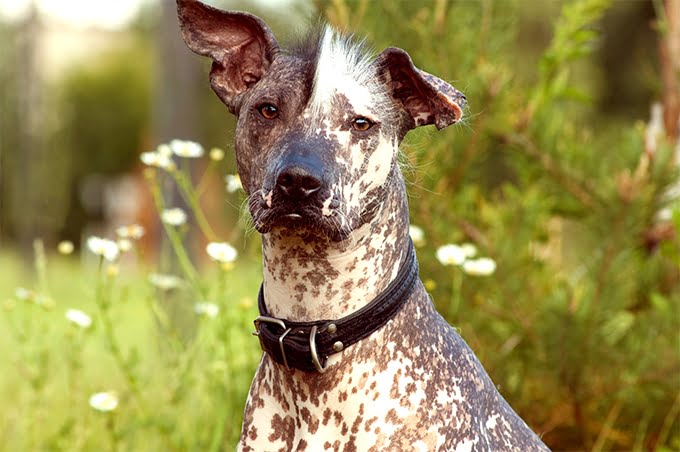 foto Perro Xoloitzcuintli