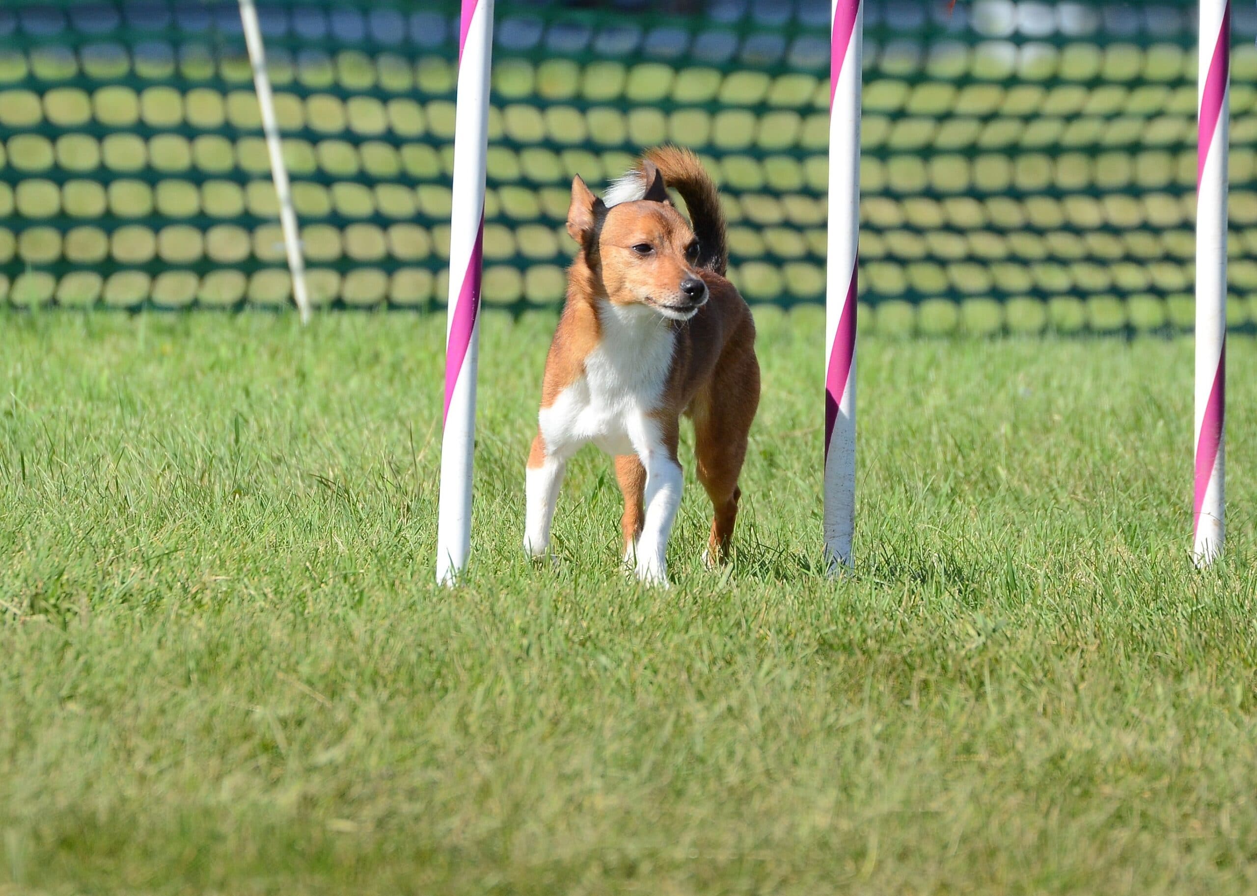 foto Perro Podengo Pequeno Portugués