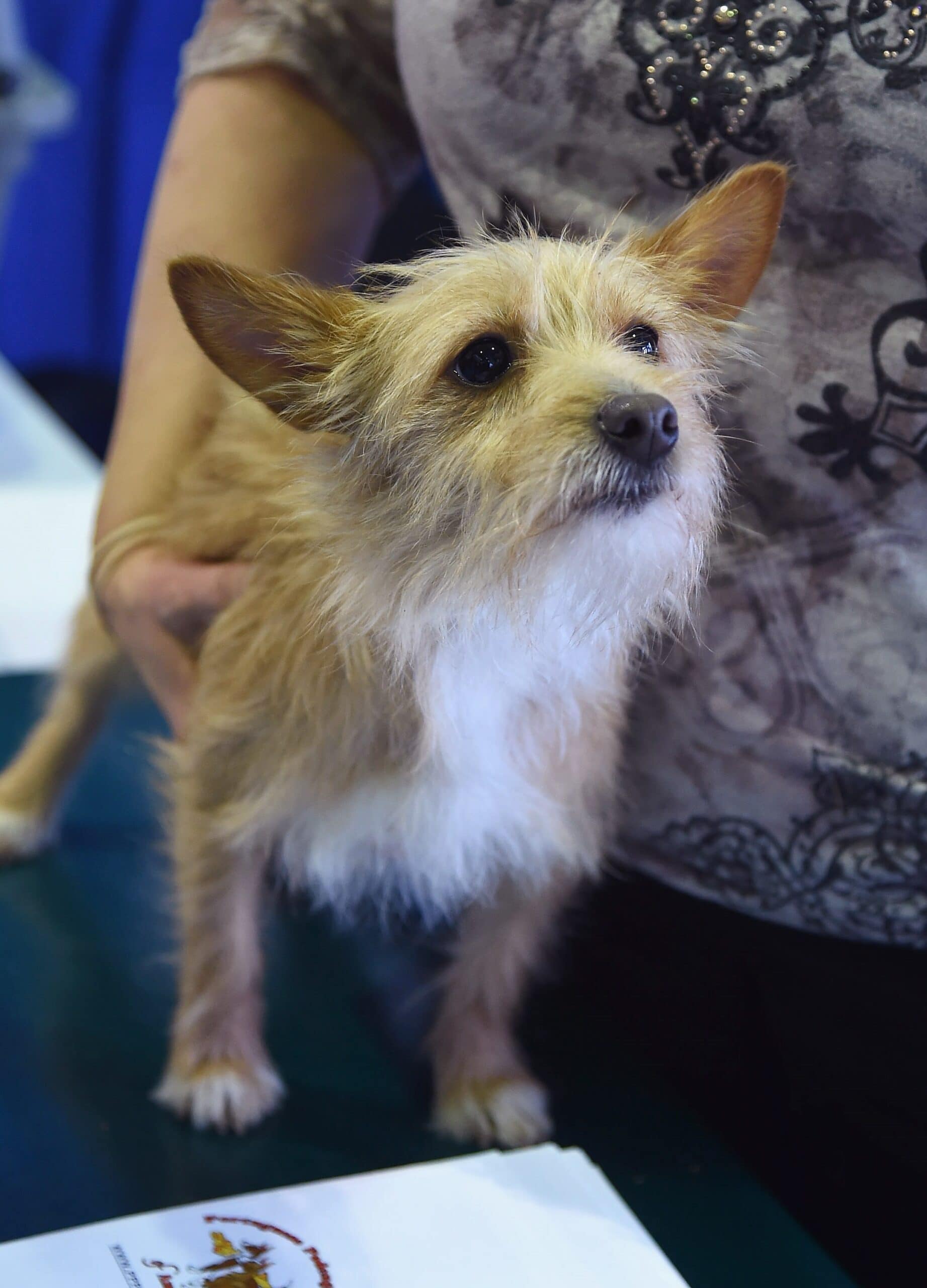 foto Perro Podengo Pequeno Portugués