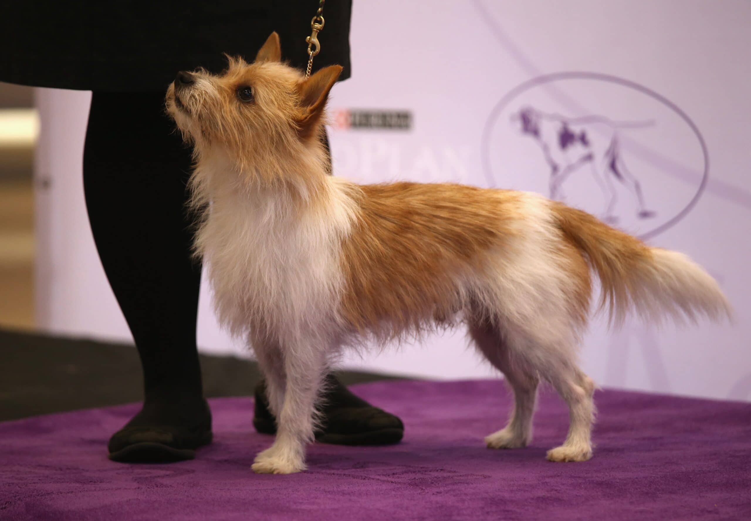 foto Perro Podengo Pequeno Portugués