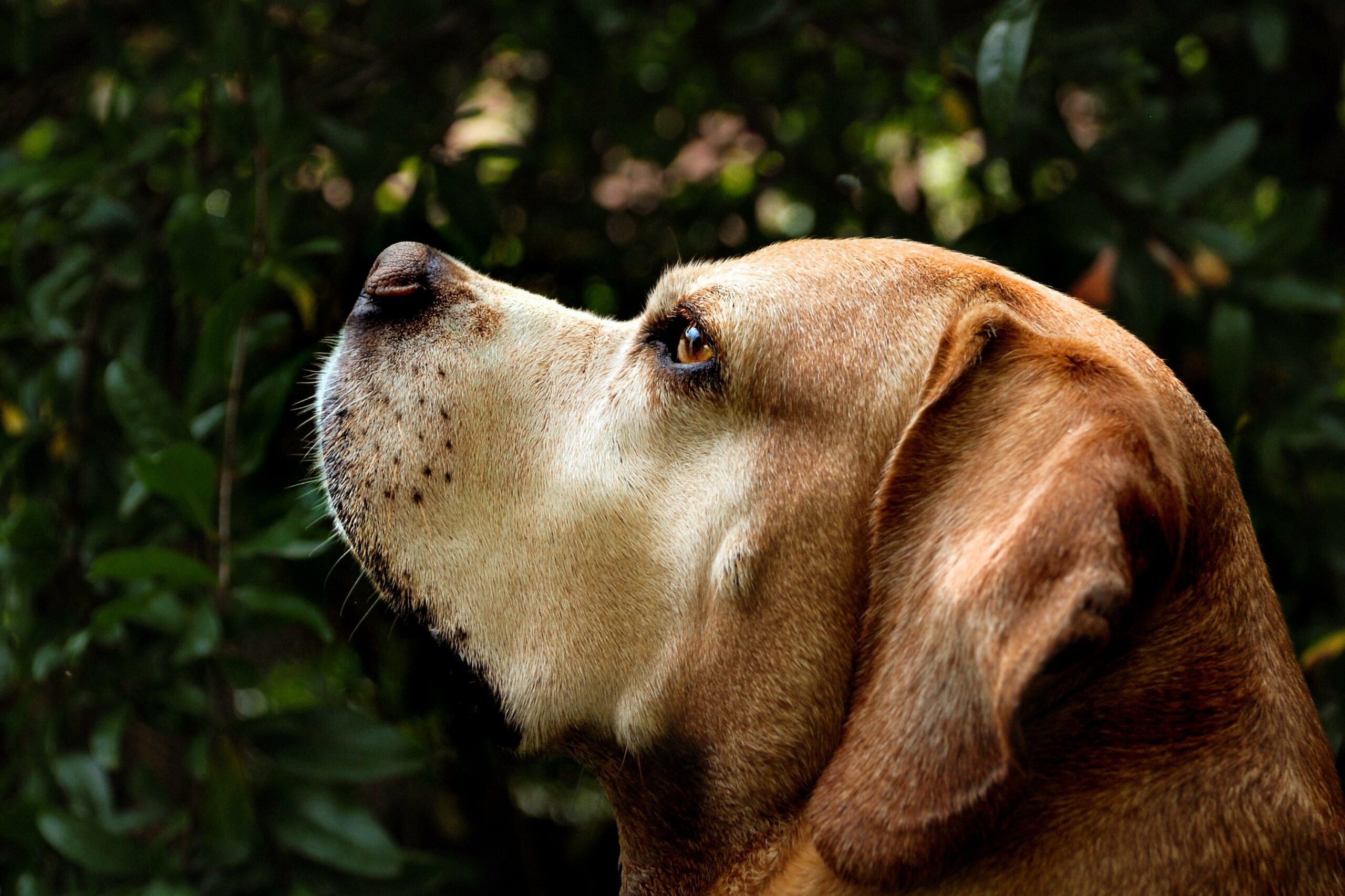 foto Perro de raza portuguesa