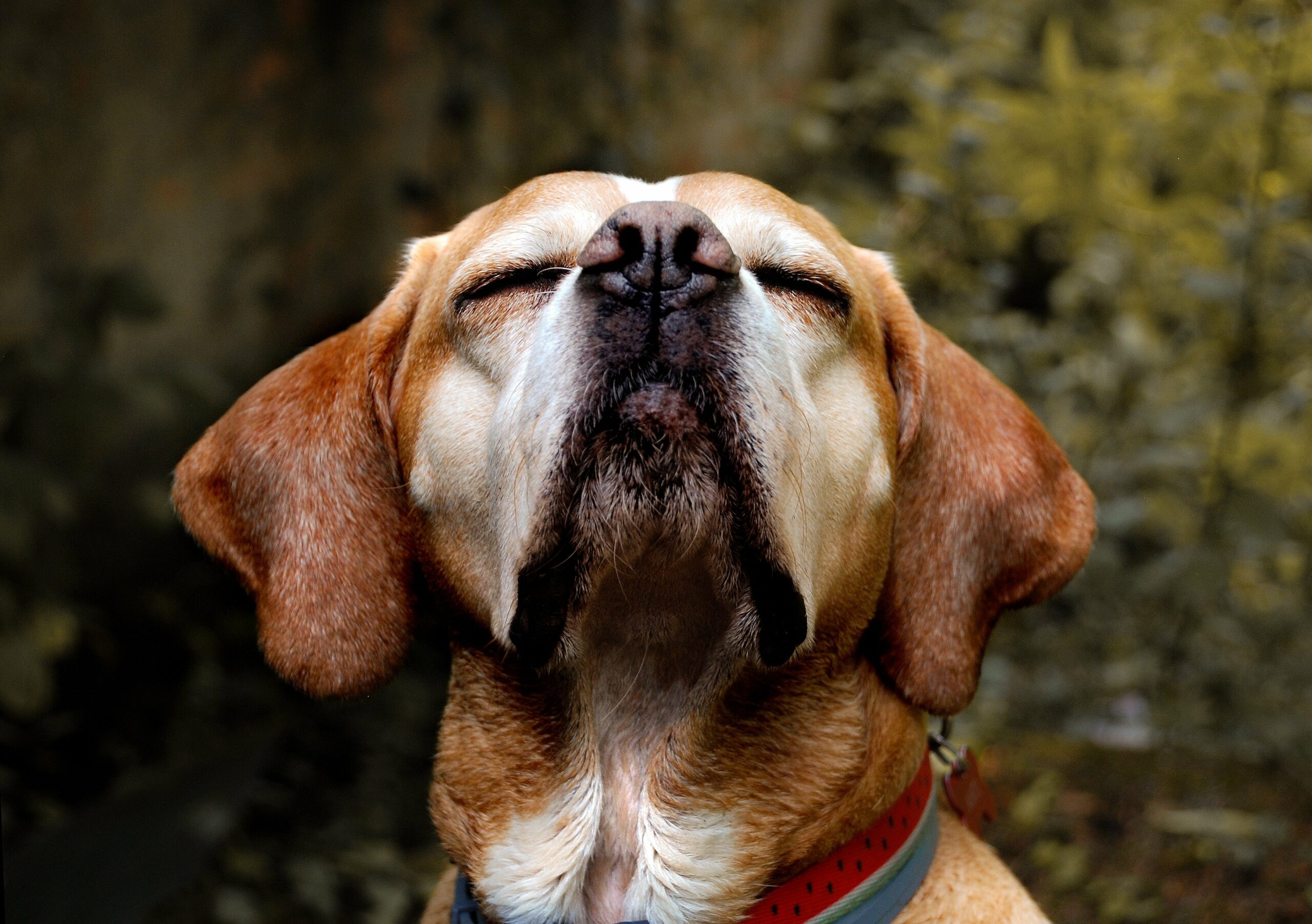 foto Perro de raza portuguesa