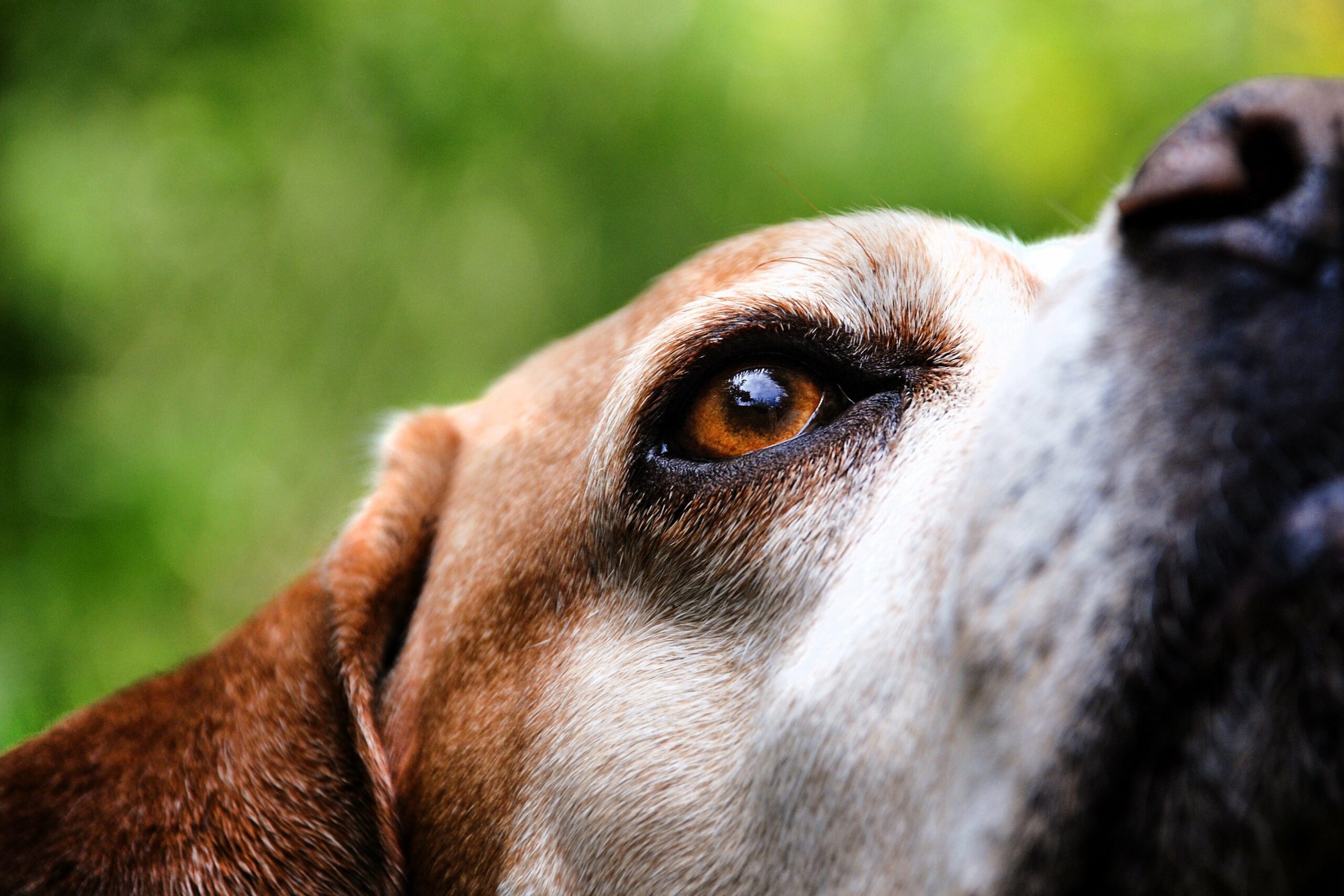 foto Perro de raza portuguesa