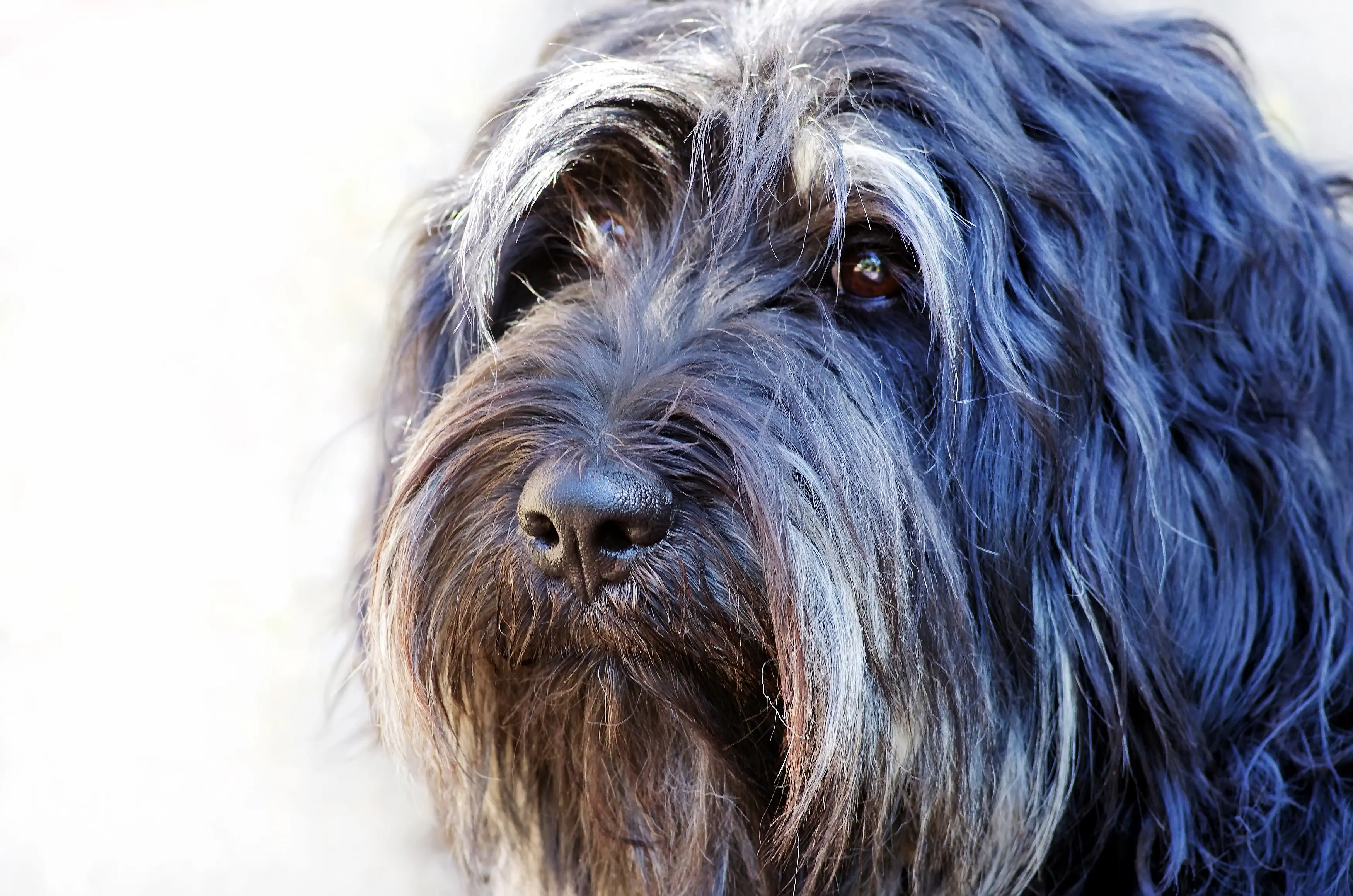 foto Perro de pastor portugués