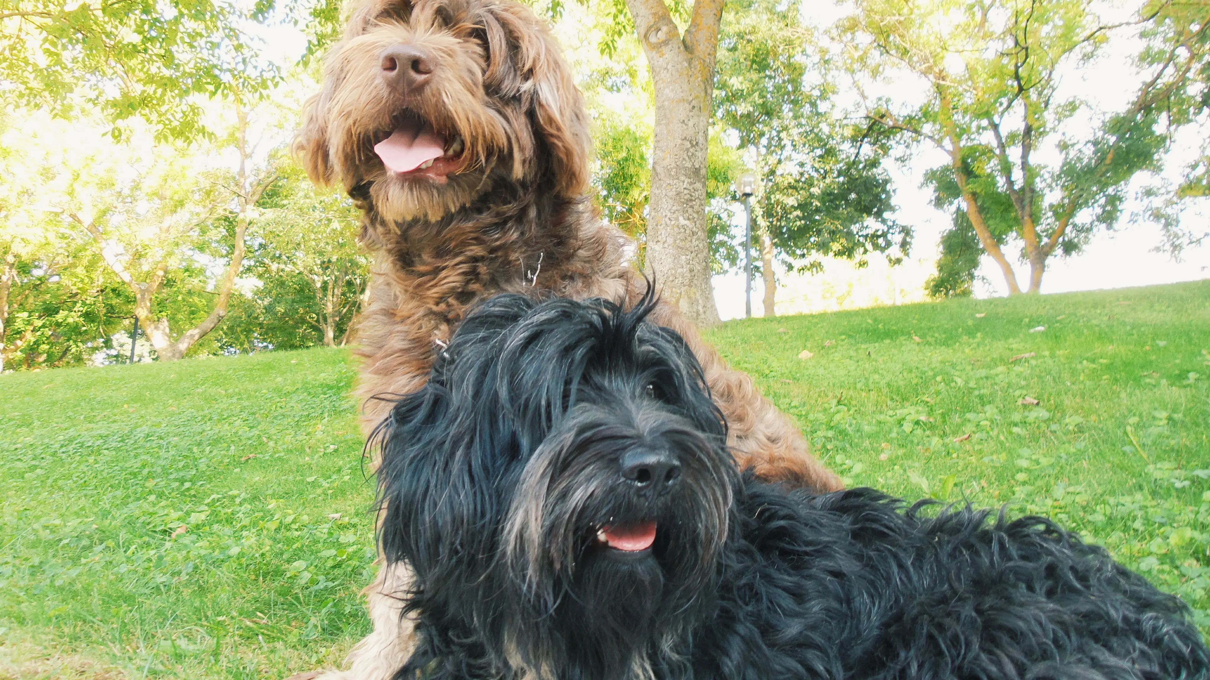 foto Perro de pastor portugués