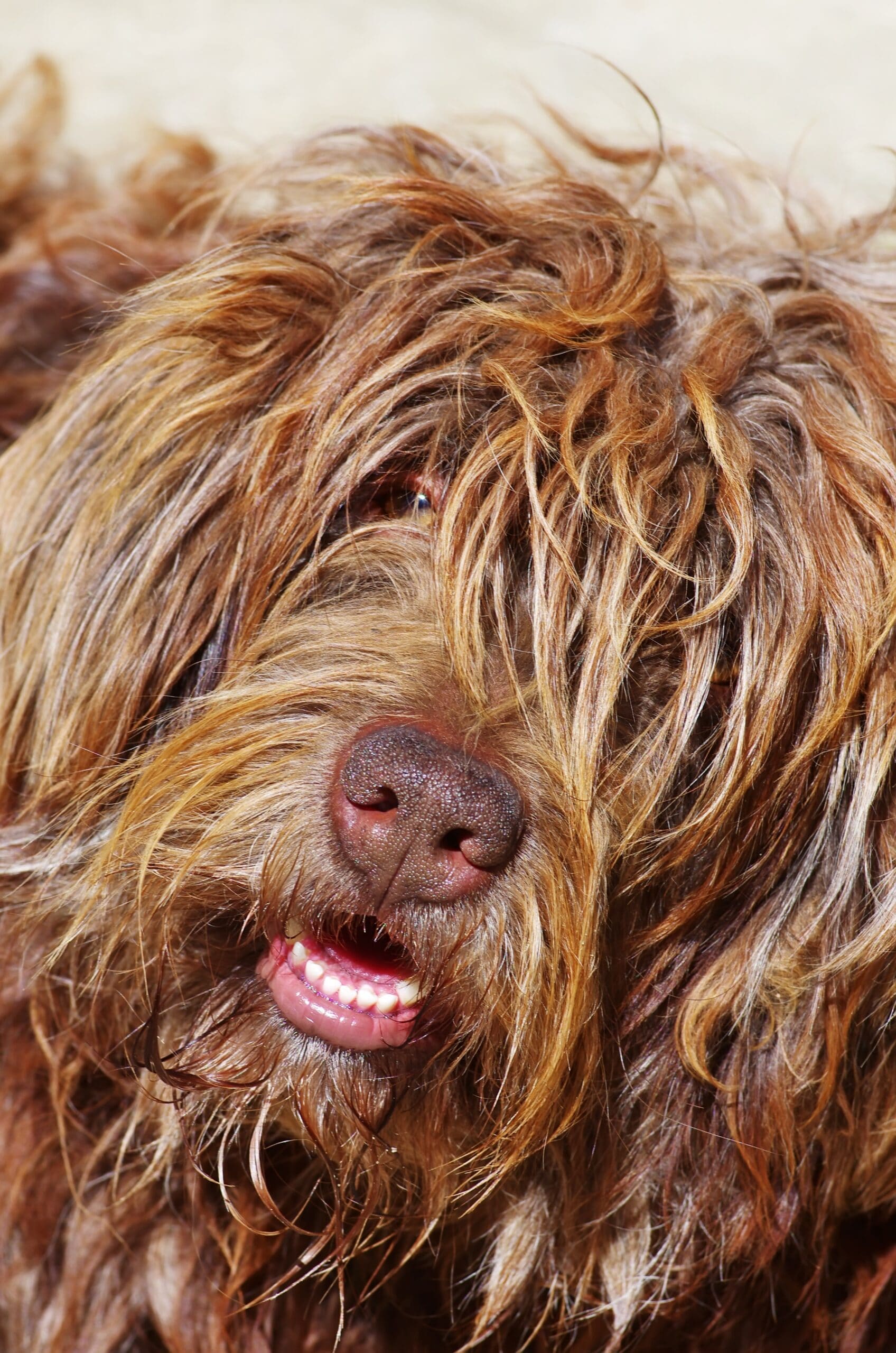 foto Perro de pastor portugués