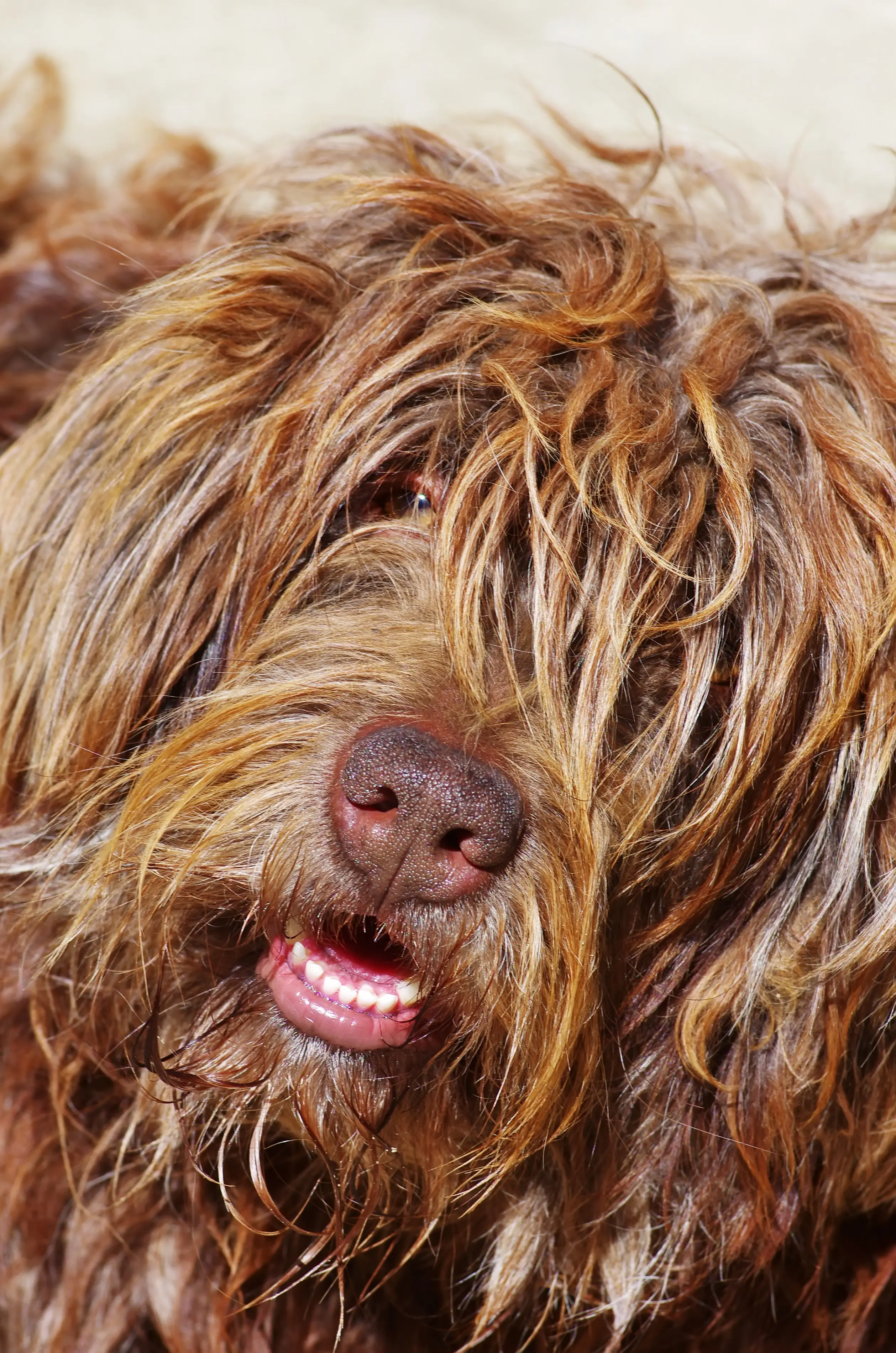 foto Perro de pastor portugués