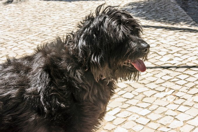 foto Perro de Agua Portugués