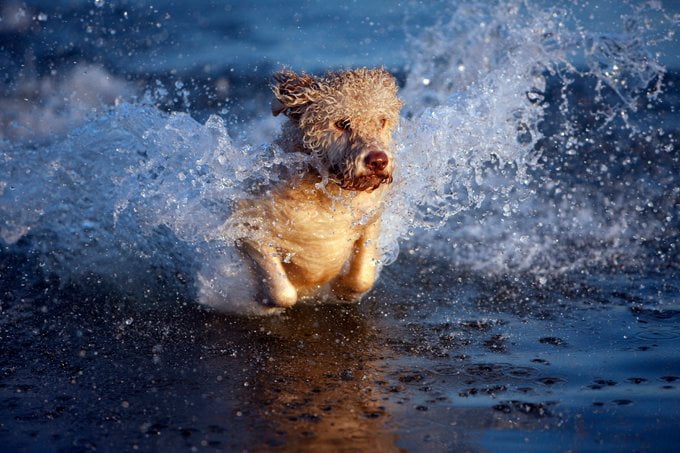 foto Perro de Agua Portugués