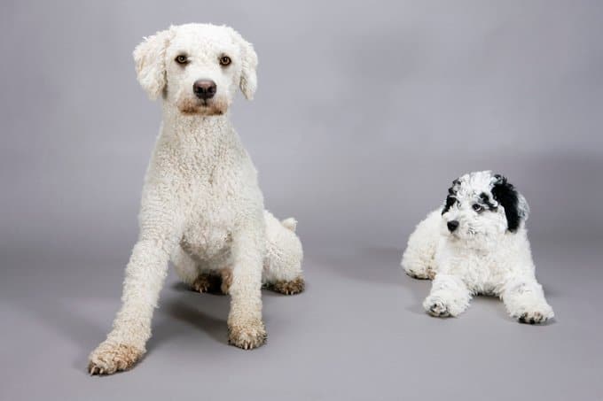 foto Perro de Agua Portugués