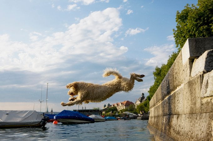 foto Perro de Agua Portugués