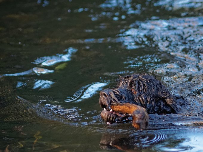 foto Perro de Agua Portugués