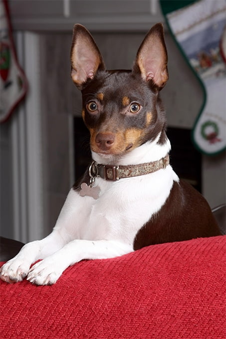 foto Perro Rat Terrier