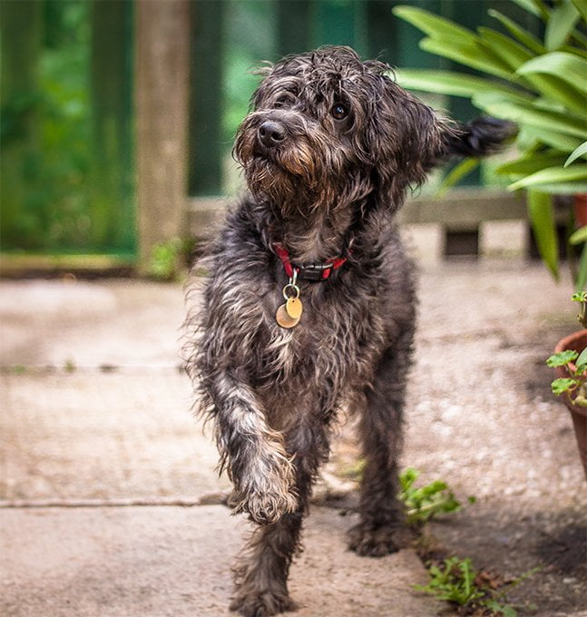 foto Perro híbrido de Schnoodle