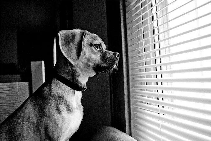 foto Perro Puggle